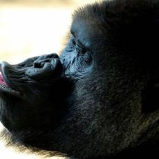 Когда еда в удовольствие: гориллы осознанно "поют" во время трапезы