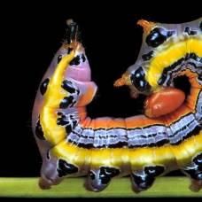 Разноцветные гусеницы американского фотографа самуэля джаффе