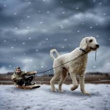 Невероятные приключения фотографа и его "гигантской" собаки