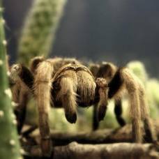 Обезболивающее предложили делать из яда перуанского тарантула