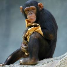 Зачем шимпанзе бросают камни в деревья?