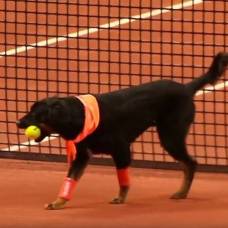 Бездомных собак заставили подносить мячи на чемпионате по теннису