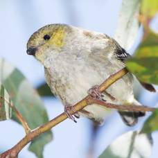 Австралийские птицы ведут собственное "сельское хозяйство" для прокорма птенцов