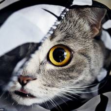 Кошка-Эйнштейн с хронически высунутым языком покорила интернет