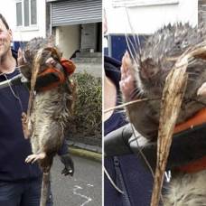 В центре лондона нашли гигантскую дохлую крысу