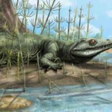 Палеонтологи обнаружили в бразилии 250-миллионолетнюю "парадоксальную" рептилию