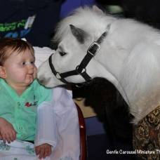 Пони-Терапия: важная миссия маленьких лошадок