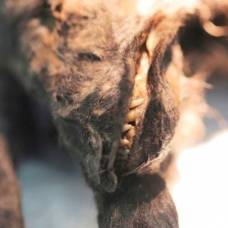 В якутии изучают мозг щенка, обитавшего на земле 12400 лет назад