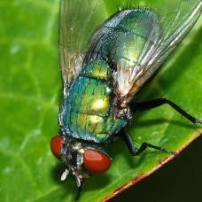 Модифицированные личинки мух ускорят заживление ран у человека