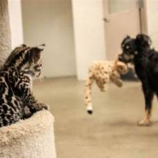 В зоопарке цинциннати, собака "усыновила" детёнышей гепарда