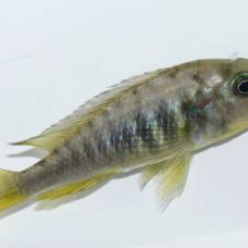 Самки рыбы-цихлиды могут превращаться в самцов