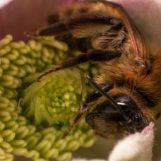 Пчёлы предупреждают друг друга об опасности сложными сигналами