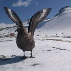 Антарктические птицы научились различать людей
