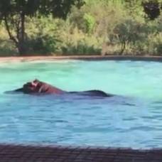Бегемот проник в отель, чтобы искупаться в бассейне