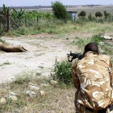 Рейнджеры пристрелили одного из самых излюбленных львов кении