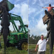 В сша 4,5-метрового аллигатора вытащили из пруда при помощи трактора