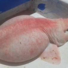 В мексике поймали необычную розовую рыбу