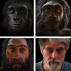 Как менялось лицо человека в процессе эволюции