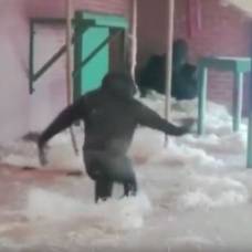 Видео с гориллой-балериной собрало два миллиона просмотров в фейсбуке