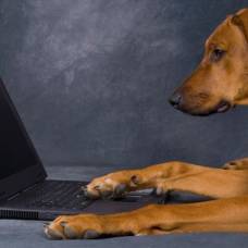 Собаки смогут самостоятельно публиковать фотографии в социальных сетях