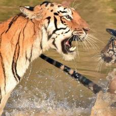 Фотограф снял купание тигренка мамой-тигрицей
