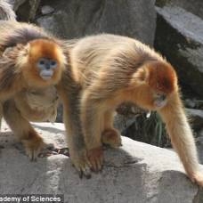 Зоологов поразил профессионализм обезьяны-акушера