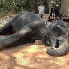 Трагическая гибель слонихи самбо