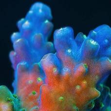 Серии ярких макрофотографий кораллов большого барьерного рифа