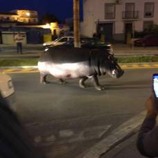 Испанские полицейские полдня гонялись за сбежавшим из цирка бегемотом