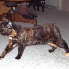 Кошка без хвоста: мэнская кошка