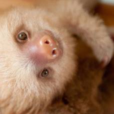 Институт ленивцев (the sloth institute)