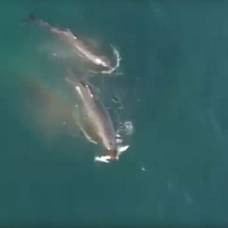 Охоту китов-убийц на акулу сняли с беспилотника