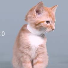 Вековую эволюцию кошачьей красоты показали в минутном ролике