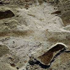 В китае нашли окаменелости древнейшего крупного многоклеточного организма