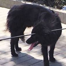 В китае удалось спасти пса с 70-сантиметровой стрелой в голове