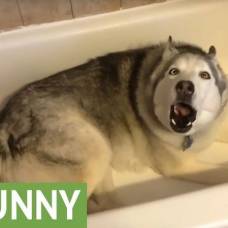 Собака устроила истерику из-за желания поваляться в ванне