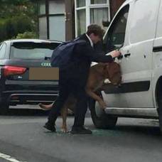 Британский школьник спас собаку от удушения на собственном поводке