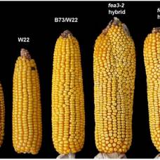 Новый сорт кукурузы поможет решить проблему голодающих
