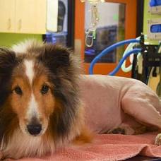 Студент-Ветеринар нашел причину болезни собаки за минуту до ее усыпления