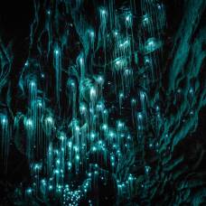 Светящиеся черви в пещерах вайтомо (waitomo caves), новая зеландия