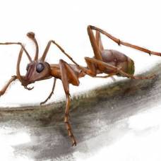 В куске древнего янтаря обнаружен необычный "муравей-рогоносец" с огромными челюстями