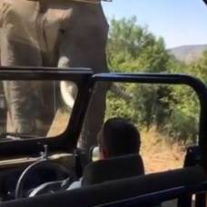 Шварценеггер снял на видео свое бегство от слона