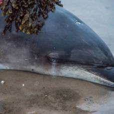 Ошибка автонавигатора привела жительницу шотландии к спасению дельфина
