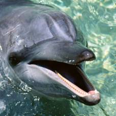 25 необычных фактов о дельфинах