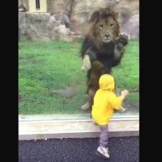 В японском зоопарке лев пытался напасть на ребенка