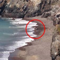 Турист пытался спасти дельфина, оказавшегося акулой