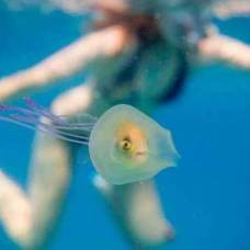 Австралийский фотограф заснял рыбку, живущую внутри медузы