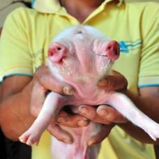 Владелец двухголового поросенка уверен, что тот вырастет здоровой свиньей