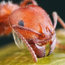 Разработан способ получения топлива из муравьиной кислоты