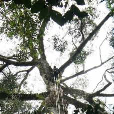 Самое высокое тропическое дерево в мире обнаружено в малайзии